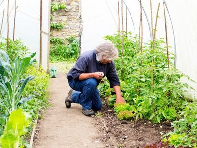 Jak uprawiać warzywa i zioła w tunelu foliowym